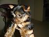 I'm FINALLY a dog owner!!!-dsc00757.1.jpg