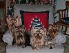 Xmas pic of my furkids-100_1351cb-720-x-554-.jpg