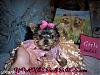Post Your "Age Progression" Pics-240_yorkie_females_duchess_litter_111805_022.jpg