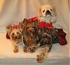 Happy Holidays from Pia, Trixie, Paisley and Snoot!!-18-530-x-491-.jpg