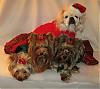 Happy Holidays from Pia, Trixie, Paisley and Snoot!!-20-526-x-468-.jpg