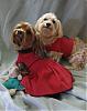 Happy Holidays from Daisy and Teddy Bear!-img_5156cr40.jpg