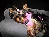 Pixie Pics!-pixie-puppia-harness.jpg