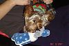Rocky's Birthday-dsc00047.jpg