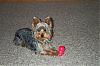 THEN and NOW!!! post ur pics!-tucker-kong-toy-001.jpg