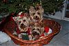 Three under the tree-christmas2.jpg