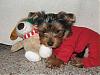 Mylo in his new red pj's-mylo-sleeping.jpg