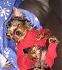 Mylo in his new red pj's-mylo.jpg