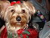 CoCo Christmas pictures-82240702912_0_bg.jpg