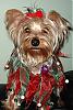 CoCo Christmas pictures-75852702912_0_alb.jpg