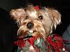 CoCo Christmas pictures-64450702912_0_bg.jpg