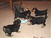 Playtime for the puppies!-12-15-all-4-pups-mom.jpg