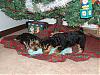 Playtime for the puppies!-12-15-casper-halle-under-tree.jpg