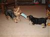 Playtime for the puppies!-12-15-lexie-casper-tug-war.jpg