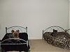 my yorkies are spoiled rotten!-puppyroxy018.jpg