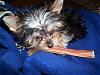 First bully stick...=)-newmaddieandsophie-264.jpg
