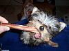 First bully stick...=)-newmaddieandsophie-267.jpg