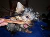 First bully stick...=)-newmaddieandsophie-268.jpg
