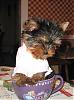 I Bought A Teacup Yorkie!!!-xxteacup.jpg