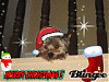 Merry Christmas from "TBP"-309615210_924112e3.gif