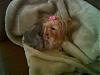 Can you find the real Yorkie???-peanut-fur.jpg