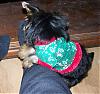 christmas outfit-gizmo-6.jpg