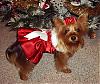 Lacy's Gorgeous Christmas Dress from ChloeBella-christmas-satin3.jpg