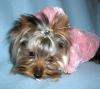 Lil' Chlo - Yorkie Rapper!  ~~so cute~~-adorable.jpg