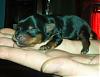 Puppies 4 days old!-boy-1-2.jpg