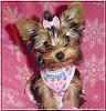 Looking darling in pink-harmony-11wks-05.jpg