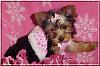 Looking darling in pink-harmony-11wks-011.jpg