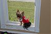 Yorkies in the Window!-dec-267_kylee.jpg