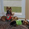 Yorkies in the Window!-dec-269_sm.jpg