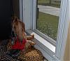 Yorkies in the Window!-dec-270_scruffy.jpg