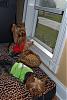 Yorkies in the Window!-dec-272_sm.jpg