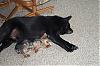 sleeping with the big dog-tucker-bow-003.jpg