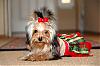 Our New Baby!!!!!!!!-coco-christmas-dress2.jpg