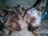 Luigi and Brasco sleeping!!!! So cute!!!!-luigi254.jpg