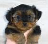 Anyone need a puppy fix?-teacup3.jpg