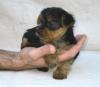 Anyone need a puppy fix?-teacup7.jpg