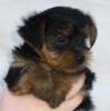 Anyone need a puppy fix?-teacup8.jpg