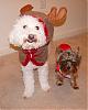 Happy Holidays from Gino & Bianca!-snc12308.jpg