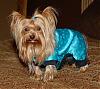 Go.fetch Satin PJ's are AWSOME!!!-dec-303_scruffy.jpg