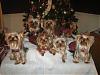 7 Christmas Yorkies!!!!-img_2543-768-x-576-.jpg