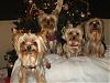 7 Christmas Yorkies!!!!-img_2579-768-x-576-.jpg
