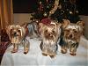 7 Christmas Yorkies!!!!-img_2612-768-x-576-.jpg