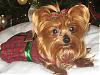 7 Christmas Yorkies!!!!-img_2600-768-x-576-.jpg