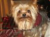 7 Christmas Yorkies!!!!-img_2584-768-x-576-.jpg