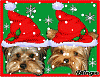 HO! HO! HO! Merry Christmas from Stedman and Tatum! :)-1.gif