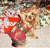 Lots of Christmas Pictures!-12-24.jpg